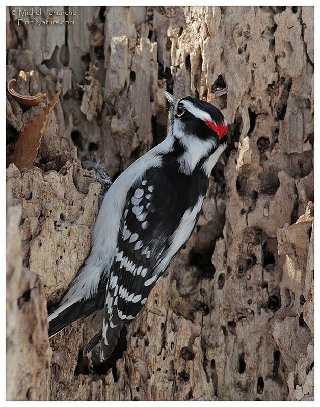 Downy Woodpecker male adult