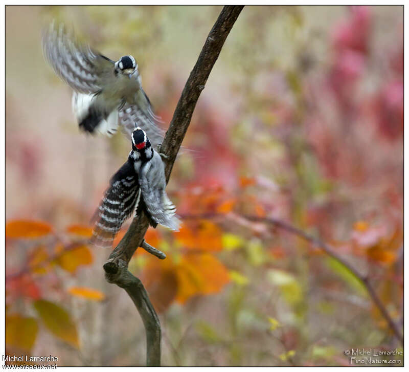 Downy Woodpeckeradult, courting display