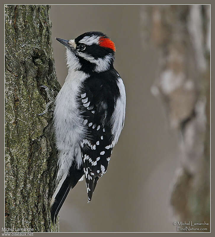 Downy Woodpecker male adult, identification