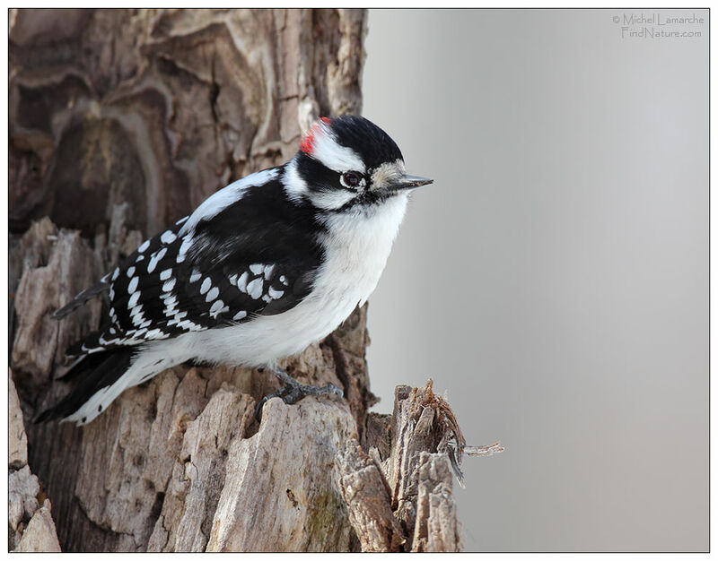 Downy Woodpecker male adult