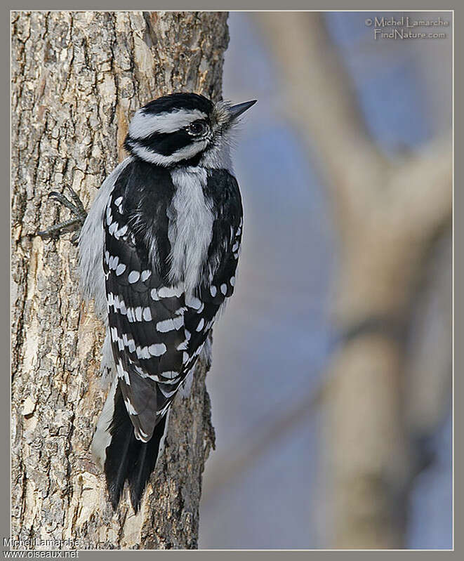 Downy Woodpecker female adult, pigmentation