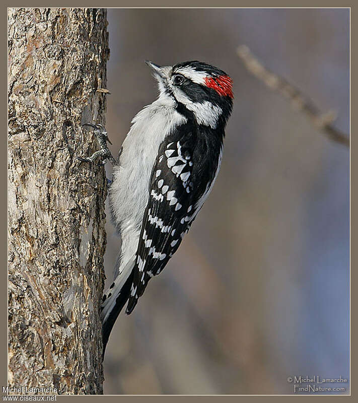 Downy Woodpecker male adult, identification