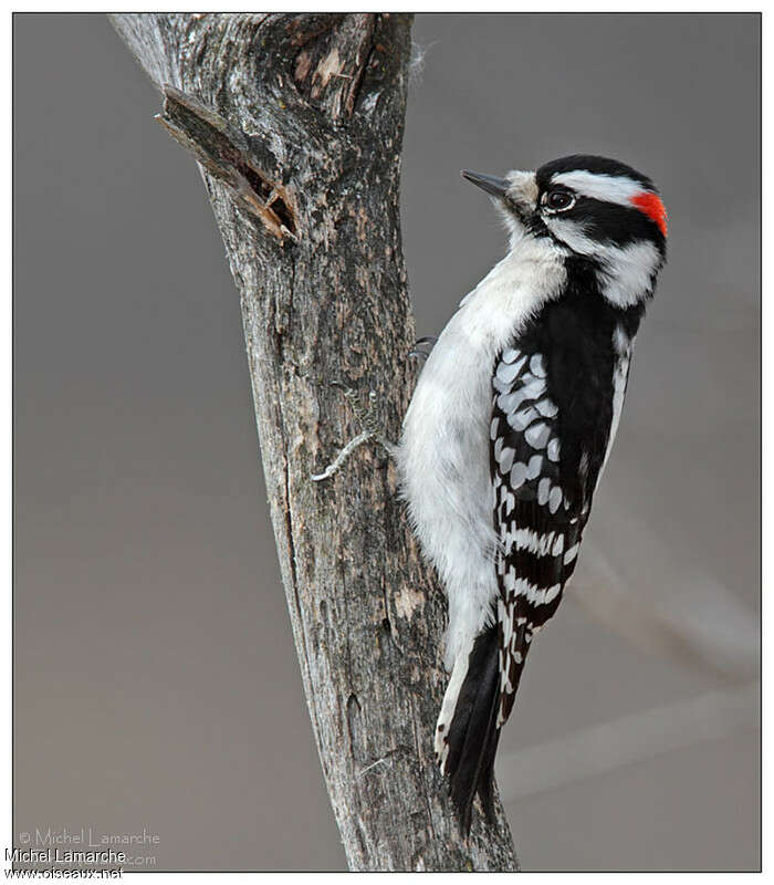 Downy Woodpecker male adult, identification