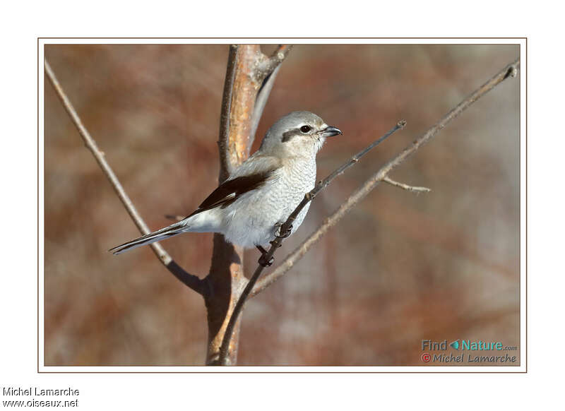 Northern Shrikeadult, identification