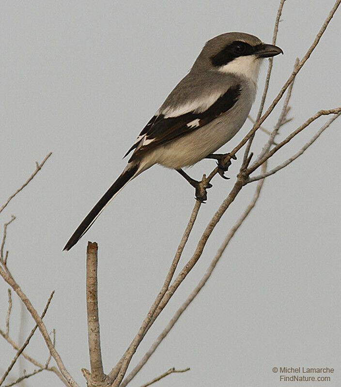 Pie-grièche migratrice