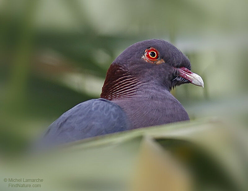 Pigeon à bec rouge