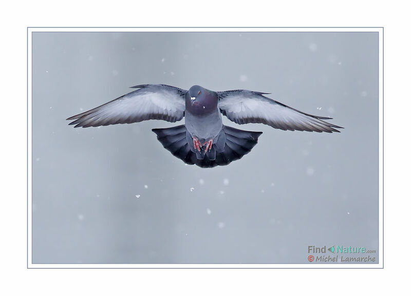 Rock Dove, Flight