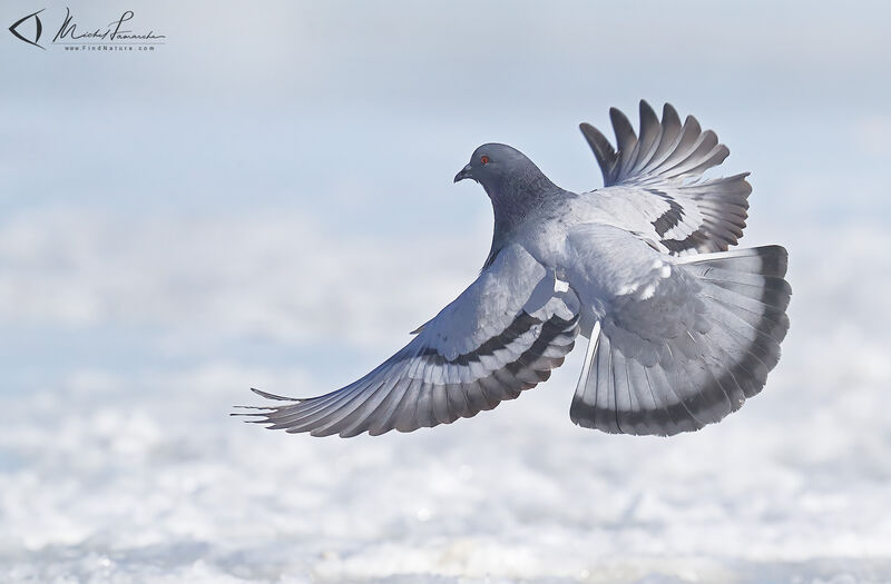 Rock Dove, Flight