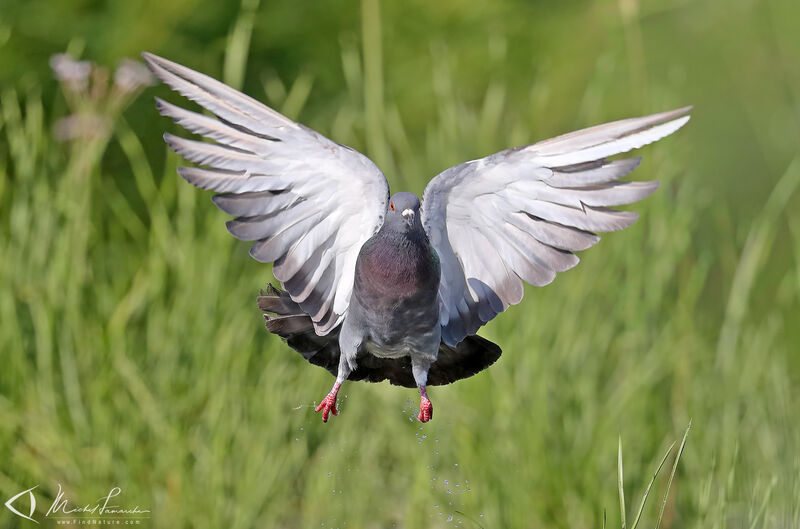 Pigeon biset, Vol