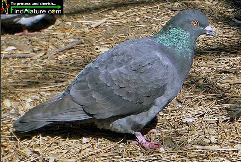 Rock Dove