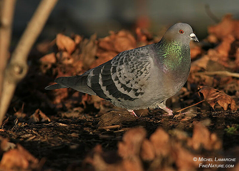 Rock Dove