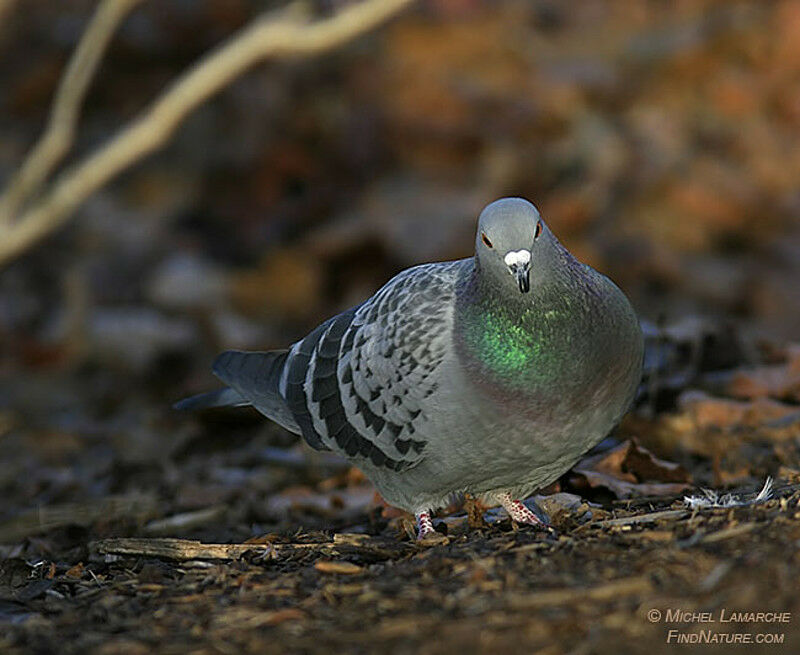 Rock Dove