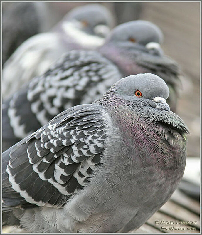 Rock Dove