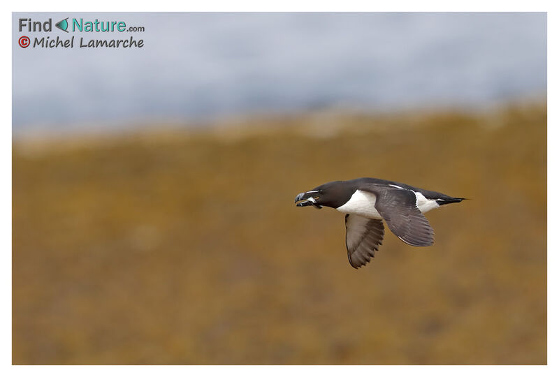 Razorbill, Flight, fishing/hunting