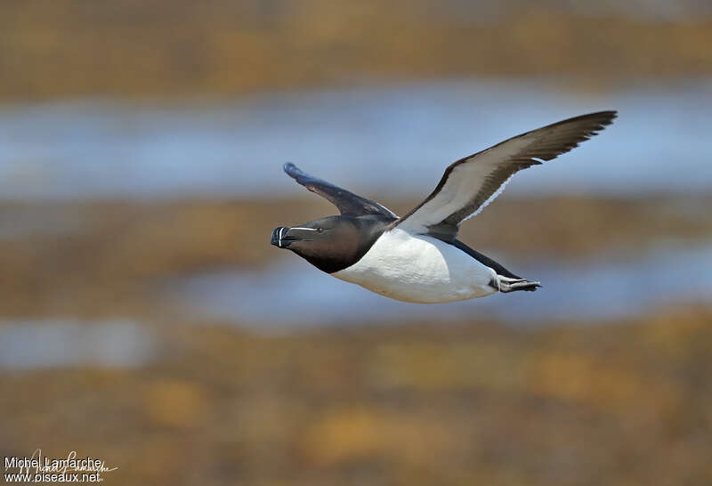 Razorbilladult breeding, Flight