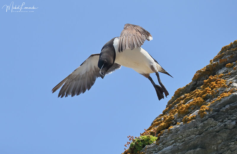 Pingouin tordaadulte nuptial, Vol