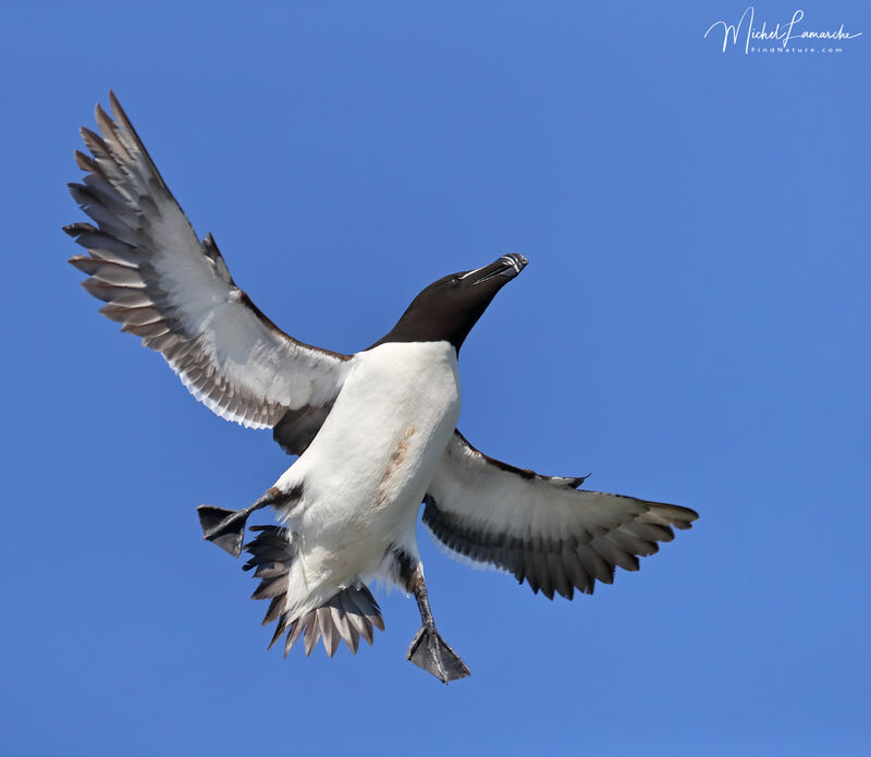 Razorbilladult breeding, Flight