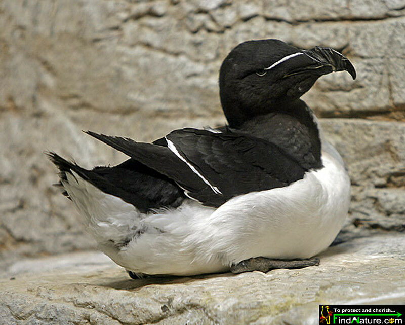 Razorbill