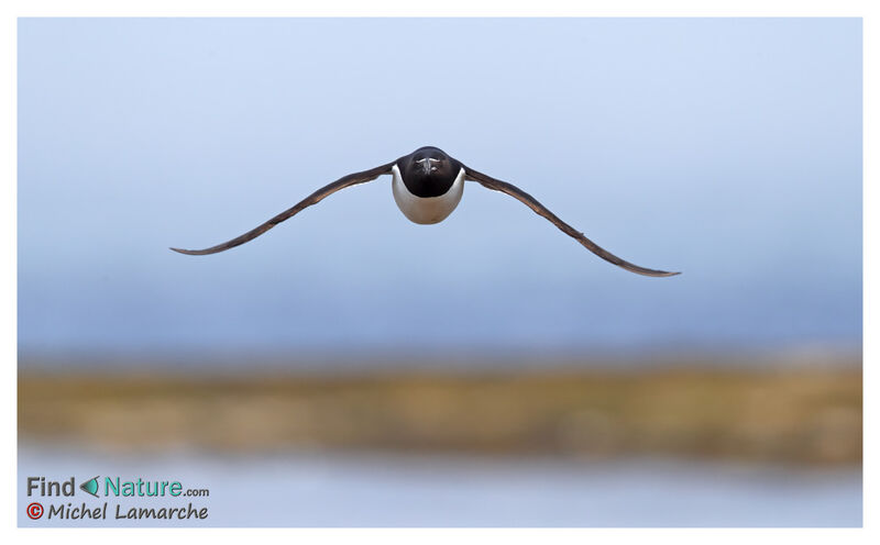 Razorbill