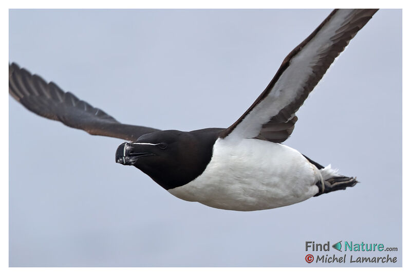 Razorbill