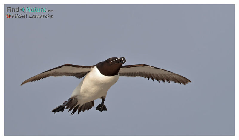 Razorbill