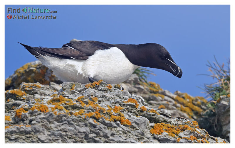 Razorbill