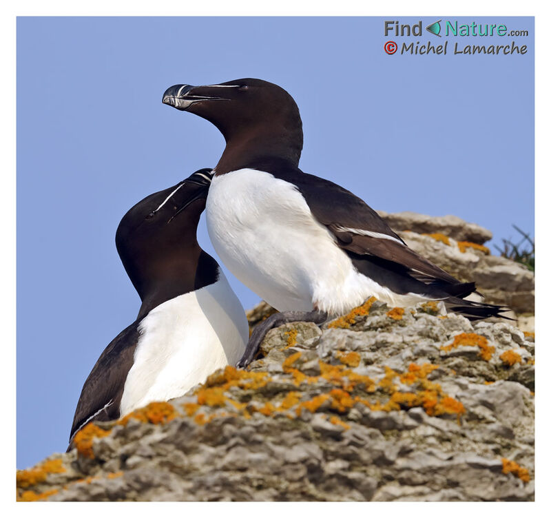 Razorbill