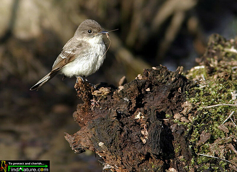 Eastern Wood Pewee