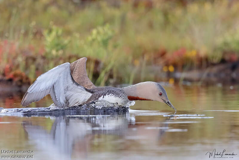 Red-throated Loonadult breeding, pigmentation, swimming, Behaviour