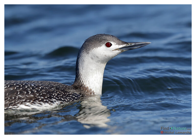 Red-throated Loonadult post breeding