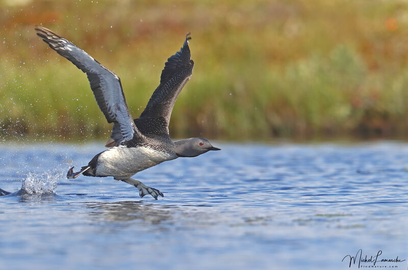 Plongeon catmarin