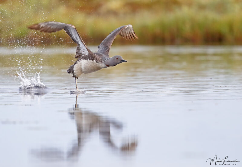 Red-throated Loon