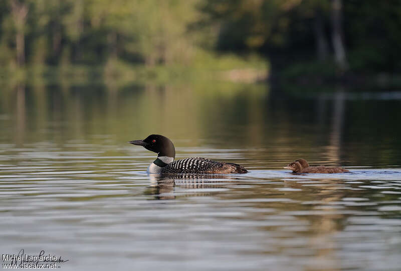 Common Loon