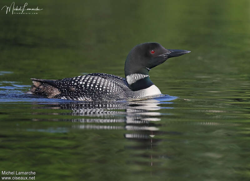 Common Loonadult breeding, identification