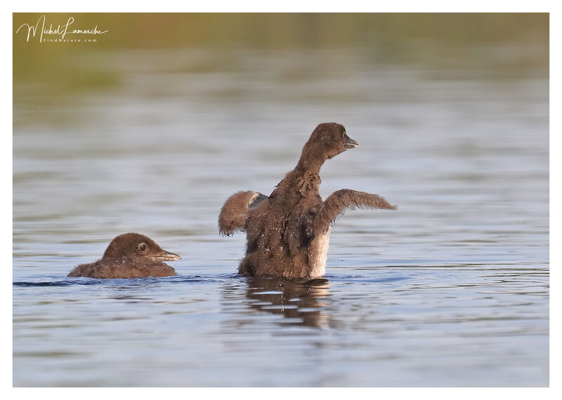 Plongeon imbrinjuvénile