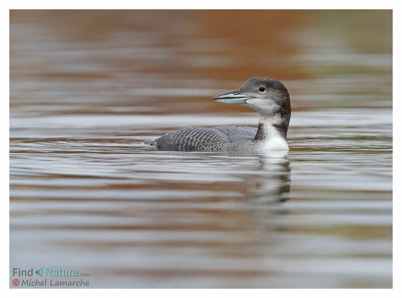 Plongeon imbrin