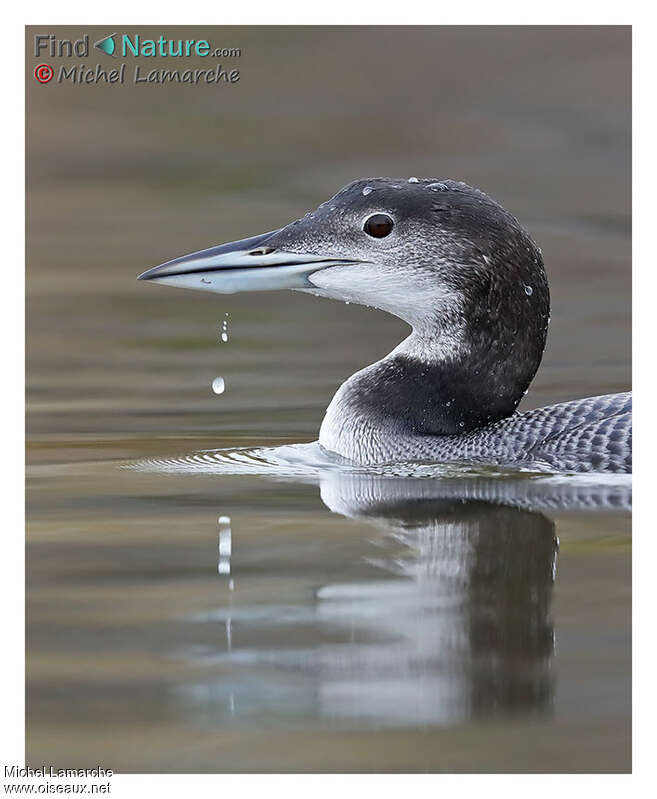 Plongeon imbrin1ère année, portrait