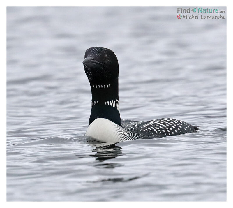 Common Loonadult breeding