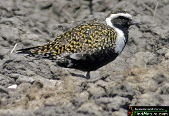 American Golden Plover