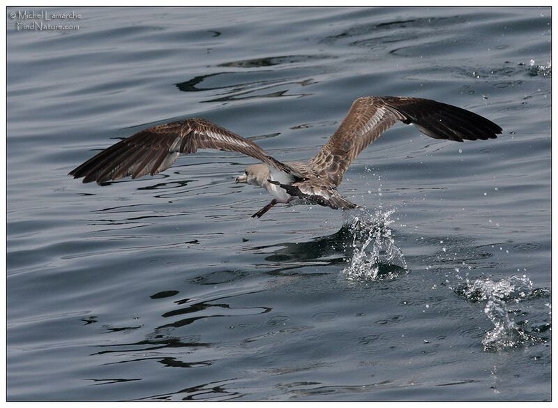 Cory's Shearwater