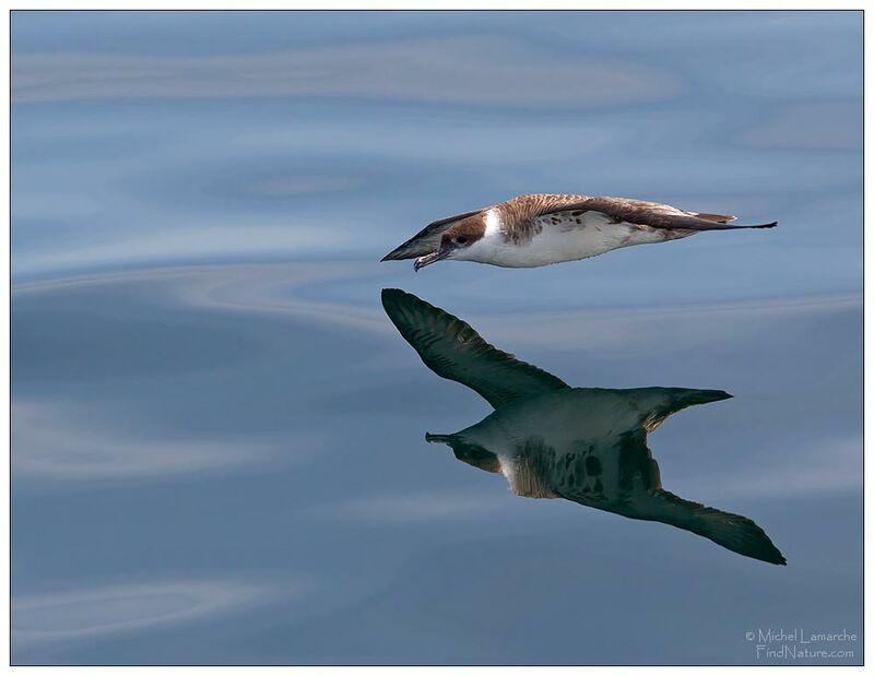 Great Shearwater, Flight