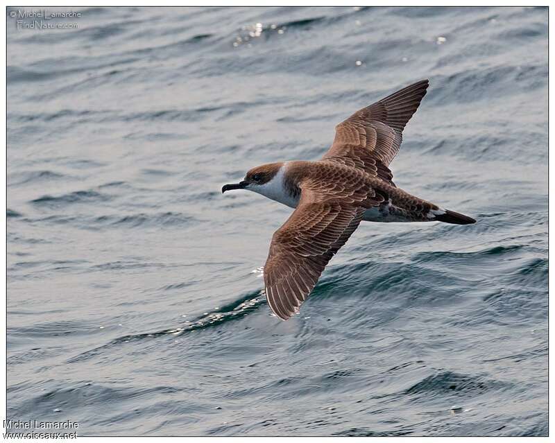 Great Shearwater, identification