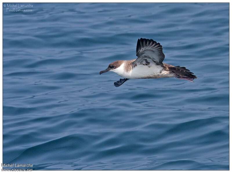 Great Shearwater, pigmentation, Flight