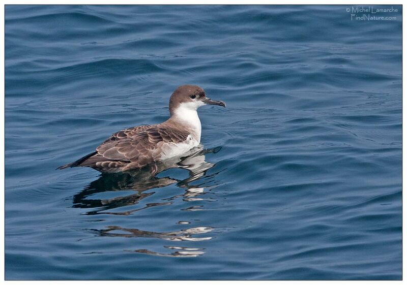 Great Shearwater