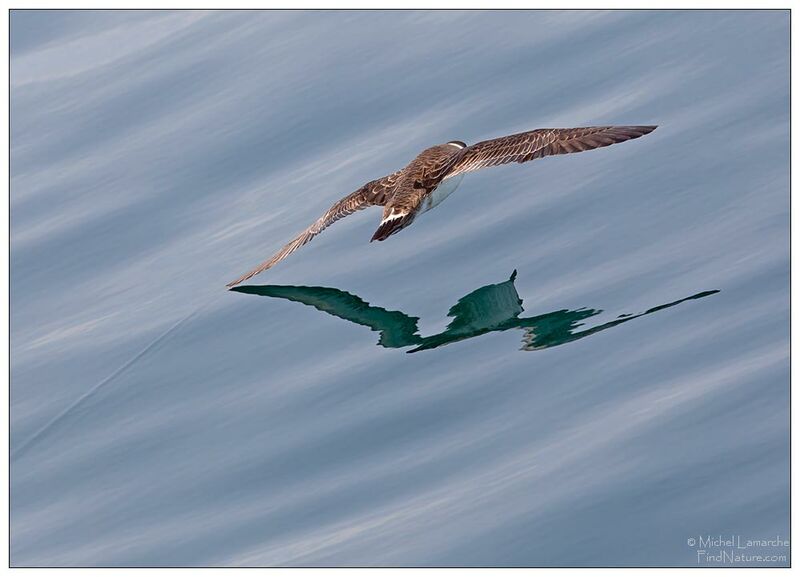 Great Shearwater, Flight