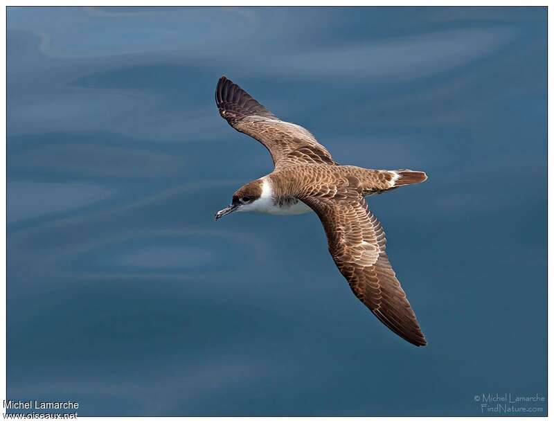 Great Shearwater, pigmentation, Flight