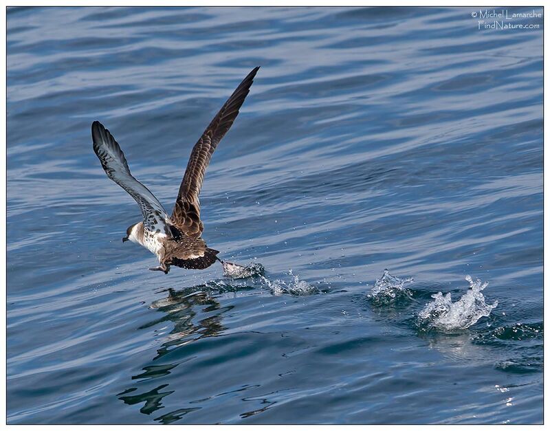 Great Shearwater