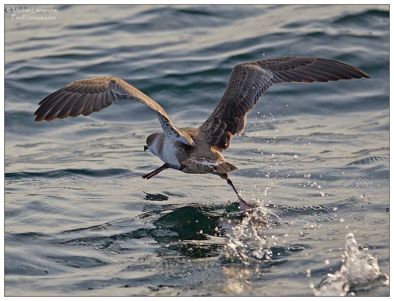 Great Shearwater