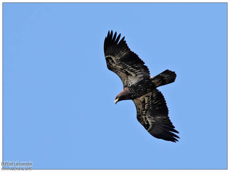 Bald Eaglejuvenile, pigmentation, Flight