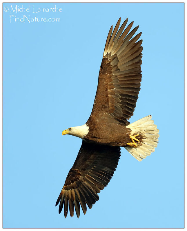 Bald Eagleadult, Flight